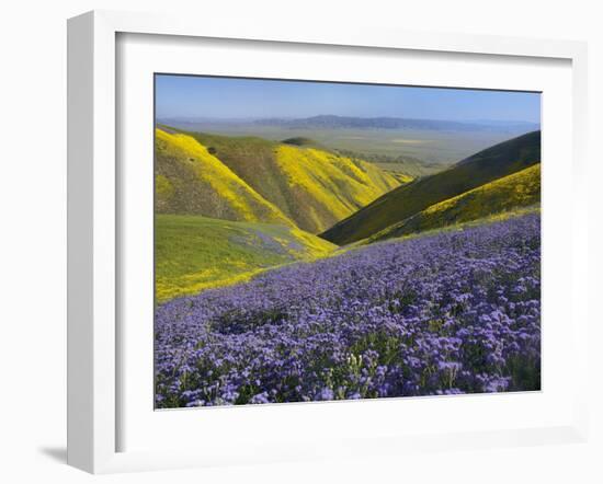 USA, California, Carrizo Plain National Monument, wildflowers-Charles Gurche-Framed Premium Photographic Print