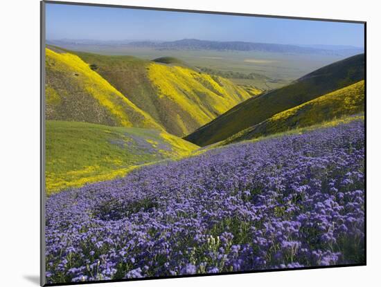 USA, California, Carrizo Plain National Monument, wildflowers-Charles Gurche-Mounted Premium Photographic Print