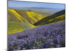 USA, California, Carrizo Plain National Monument, wildflowers-Charles Gurche-Mounted Premium Photographic Print