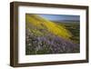 USA, California, Carrizo Plain National Monument, wildflowers-Charles Gurche-Framed Photographic Print