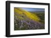 USA, California, Carrizo Plain National Monument, wildflowers-Charles Gurche-Framed Photographic Print