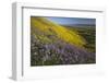 USA, California, Carrizo Plain National Monument, wildflowers-Charles Gurche-Framed Photographic Print