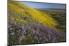 USA, California, Carrizo Plain National Monument, wildflowers-Charles Gurche-Mounted Photographic Print