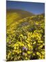 USA, California, Carrizo Plain National Monument, wildflowers-Charles Gurche-Mounted Photographic Print