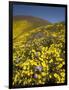 USA, California, Carrizo Plain National Monument, wildflowers-Charles Gurche-Framed Photographic Print