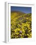 USA, California, Carrizo Plain National Monument, wildflowers-Charles Gurche-Framed Photographic Print