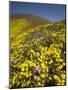 USA, California, Carrizo Plain National Monument, wildflowers-Charles Gurche-Mounted Photographic Print