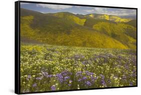 USA, California, Carrizo Plain National Monument, wildflowers-Charles Gurche-Framed Stretched Canvas