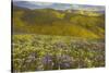 USA, California, Carrizo Plain National Monument, wildflowers-Charles Gurche-Stretched Canvas