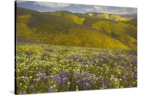 USA, California, Carrizo Plain National Monument, wildflowers-Charles Gurche-Stretched Canvas