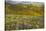 USA, California, Carrizo Plain National Monument, wildflowers-Charles Gurche-Stretched Canvas