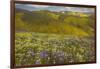 USA, California, Carrizo Plain National Monument, wildflowers-Charles Gurche-Framed Photographic Print