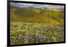 USA, California, Carrizo Plain National Monument, wildflowers-Charles Gurche-Framed Photographic Print