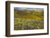 USA, California, Carrizo Plain National Monument, wildflowers-Charles Gurche-Framed Photographic Print