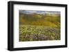 USA, California, Carrizo Plain National Monument, wildflowers-Charles Gurche-Framed Photographic Print