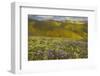 USA, California, Carrizo Plain National Monument, wildflowers-Charles Gurche-Framed Photographic Print