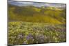 USA, California, Carrizo Plain National Monument, wildflowers-Charles Gurche-Mounted Photographic Print