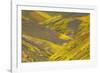 USA, California, Carrizo Plain National Monument, wildflowers-Charles Gurche-Framed Photographic Print