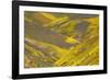 USA, California, Carrizo Plain National Monument, wildflowers-Charles Gurche-Framed Photographic Print