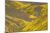 USA, California, Carrizo Plain National Monument, wildflowers-Charles Gurche-Mounted Photographic Print