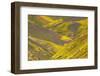 USA, California, Carrizo Plain National Monument, wildflowers-Charles Gurche-Framed Photographic Print