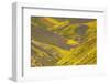 USA, California, Carrizo Plain National Monument, wildflowers-Charles Gurche-Framed Photographic Print