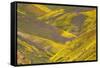 USA, California, Carrizo Plain National Monument, wildflowers-Charles Gurche-Framed Stretched Canvas