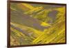 USA, California, Carrizo Plain National Monument, wildflowers-Charles Gurche-Framed Photographic Print