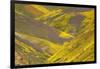 USA, California, Carrizo Plain National Monument, wildflowers-Charles Gurche-Framed Photographic Print