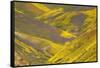 USA, California, Carrizo Plain National Monument, wildflowers-Charles Gurche-Framed Stretched Canvas