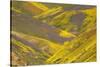 USA, California, Carrizo Plain National Monument, wildflowers-Charles Gurche-Stretched Canvas