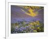 USA, California, Carrizo Plain National Monument, wildflowers-Charles Gurche-Framed Photographic Print