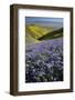 USA, California, Carrizo Plain National Monument, wildflowers-Charles Gurche-Framed Photographic Print