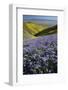 USA, California, Carrizo Plain National Monument, wildflowers-Charles Gurche-Framed Photographic Print