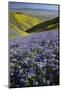 USA, California, Carrizo Plain National Monument, wildflowers-Charles Gurche-Mounted Photographic Print