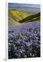 USA, California, Carrizo Plain National Monument, wildflowers-Charles Gurche-Framed Photographic Print