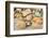 USA, California. Central Coast, Montecito, Butterfly Beach, drain and cobble eroded by King Tides-Alison Jones-Framed Photographic Print