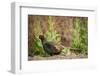 USA, California, Central Valley, European Ring-Necked Pheasant-Alison Jones-Framed Photographic Print