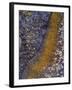 USA, California, Cleveland National Forest. Abstract of Lichen-Jaynes Gallery-Framed Photographic Print