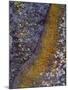 USA, California, Cleveland National Forest. Abstract of Lichen-Jaynes Gallery-Mounted Photographic Print