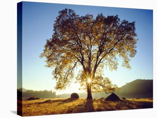 USA, California, Cleveland National Forest. Black Oak Trees in Fall-Jaynes Gallery-Stretched Canvas