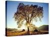 USA, California, Cleveland National Forest. Black Oak Trees in Fall-Jaynes Gallery-Stretched Canvas