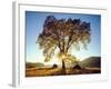 USA, California, Cleveland National Forest. Black Oak Trees in Fall-Jaynes Gallery-Framed Photographic Print