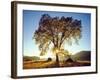 USA, California, Cleveland National Forest. Black Oak Trees in Fall-Jaynes Gallery-Framed Photographic Print