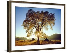 USA, California, Cleveland National Forest. Black Oak Trees in Fall-Jaynes Gallery-Framed Photographic Print