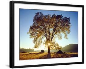 USA, California, Cleveland National Forest. Black Oak Trees in Fall-Jaynes Gallery-Framed Photographic Print