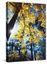 USA, California, Cleveland National Forest. Black Oak Trees in Fall-Jaynes Gallery-Stretched Canvas