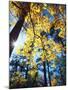 USA, California, Cleveland National Forest. Black Oak Trees in Fall-Jaynes Gallery-Mounted Photographic Print