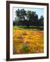 USA, California, Cleveland National Forest. Wildflowers Blooming-Jaynes Gallery-Framed Photographic Print