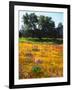 USA, California, Cleveland National Forest. Wildflowers Blooming-Jaynes Gallery-Framed Photographic Print